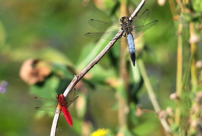 Tre Odonata da confermare
